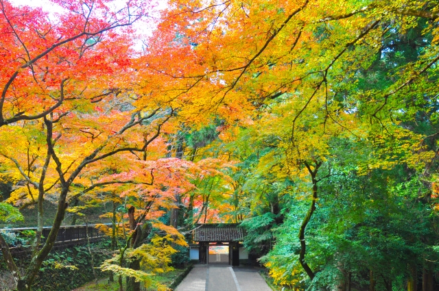香嵐渓の紅葉