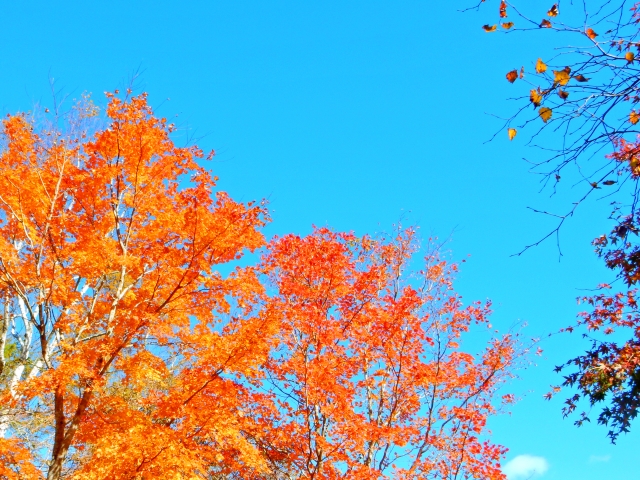 茶臼山高原の紅葉